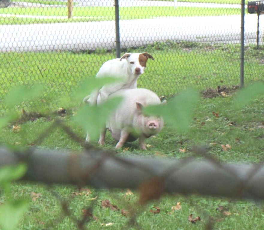 ���������