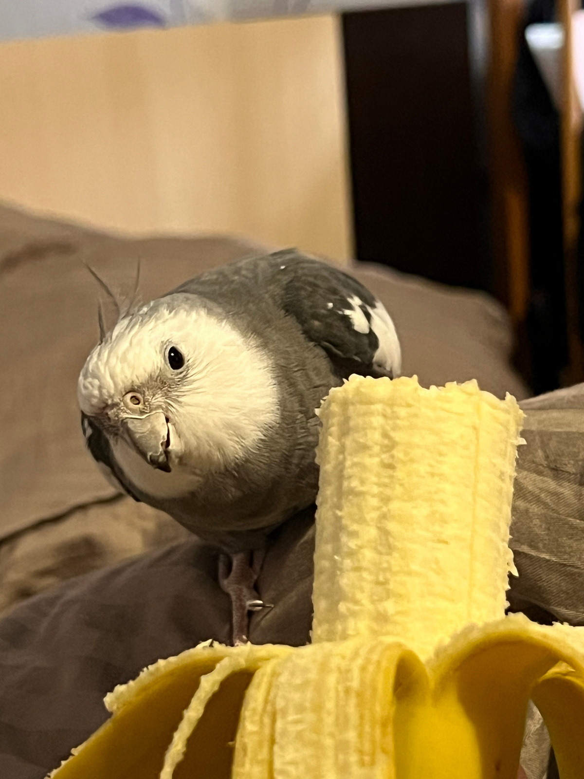 ���������