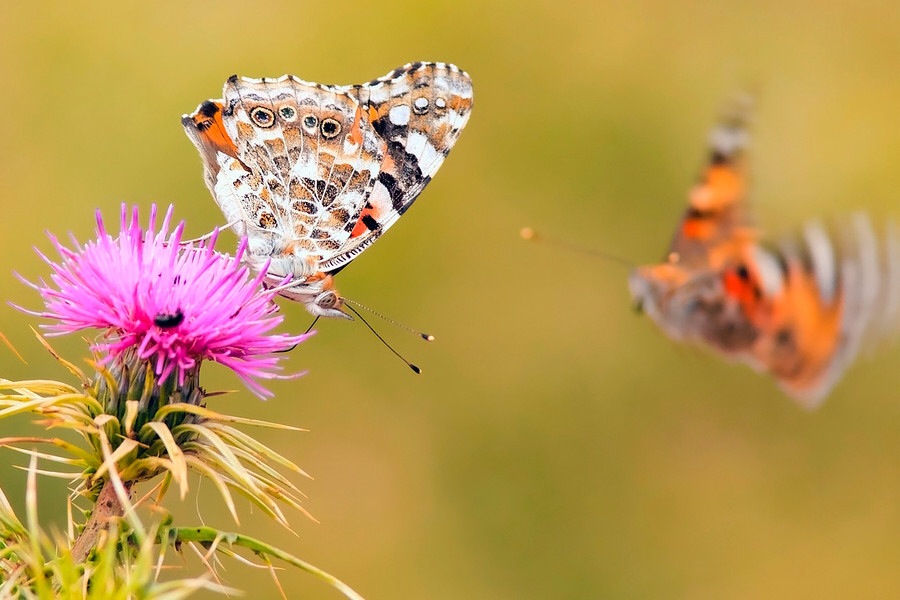 ���������