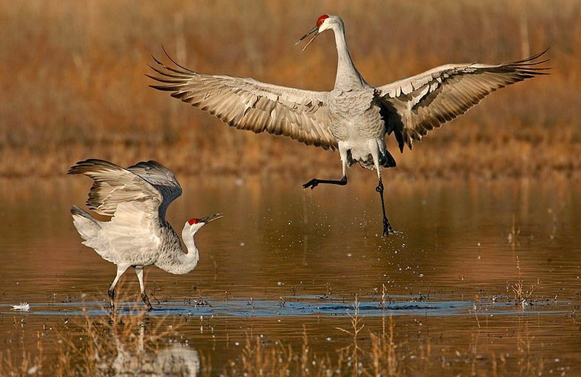 ���������