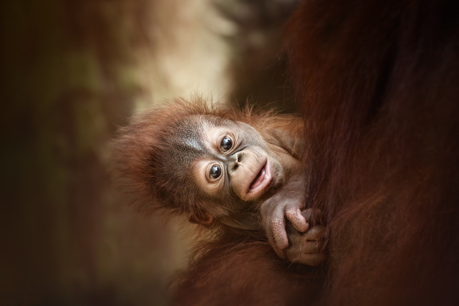 ���������